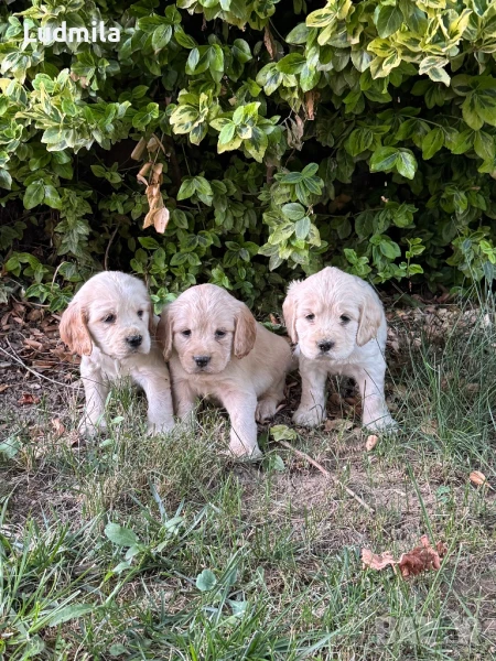 Кокер шпаньол, снимка 1