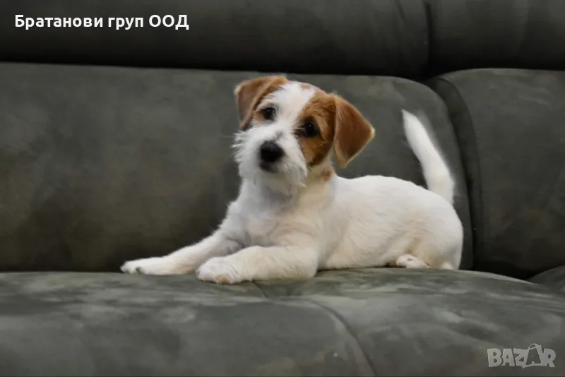 Джак Ръсел териер с родословие., снимка 1