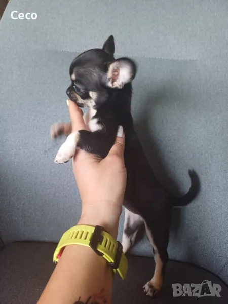 чихуахуа , снимка 1