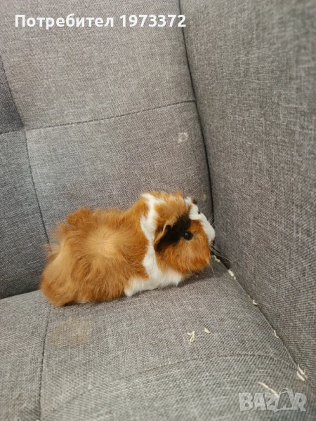 Малки морски свинчета , альпака и шелти , снимка 1