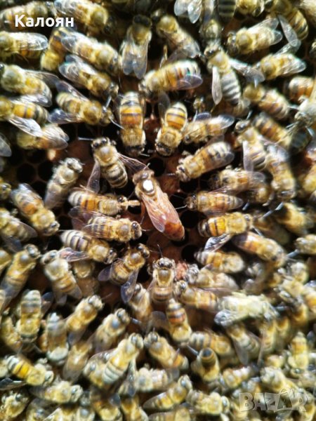 Пчелни майки    записване  2024, снимка 1