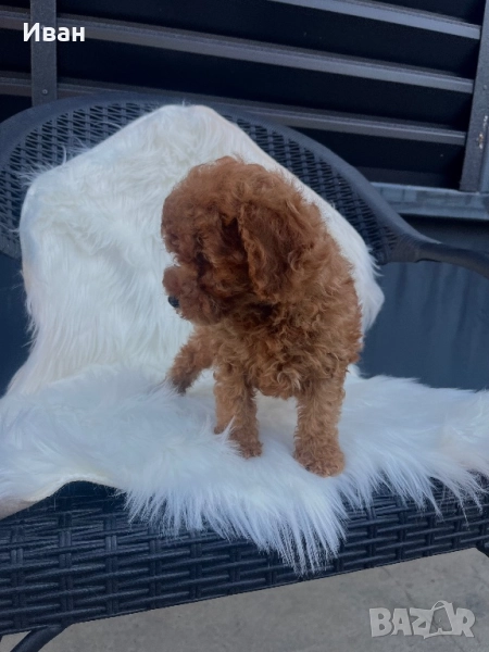 Той пудел, снимка 1