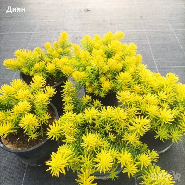 Седум Анджелина, Sedum rupestre Angelina, снимка 1