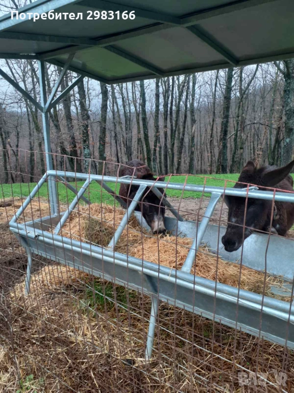 Женско магаре, снимка 1