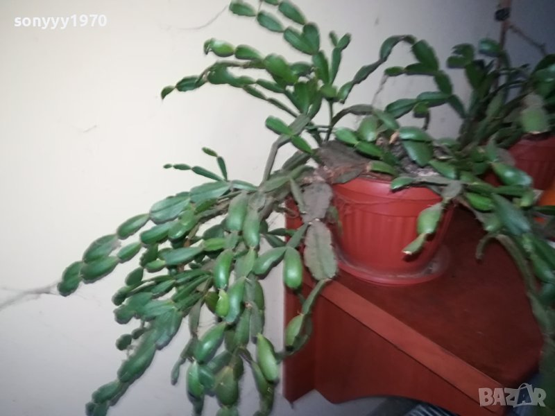 ЦВЕТЕ В САКСИЯ-КОЛЕДАРЧЕ 1802240754, снимка 1