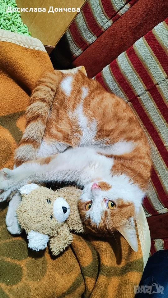 Коте Сами си търси дом, осинови го, снимка 1