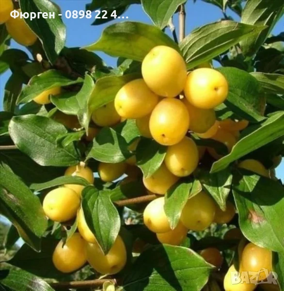 Дрян - Жълт, снимка 1