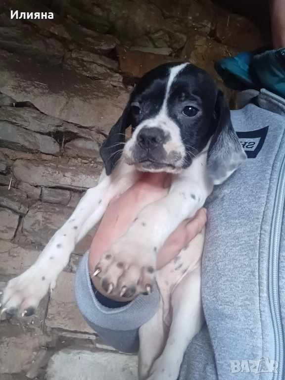 Пойнтери, снимка 1