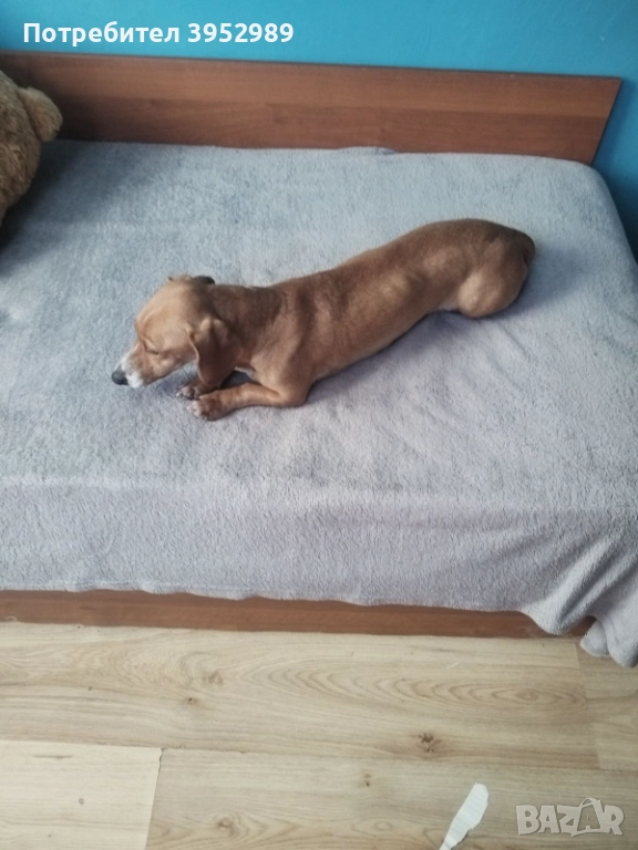 Продавам куче Дакел, но не изцяло чист, снимка 1