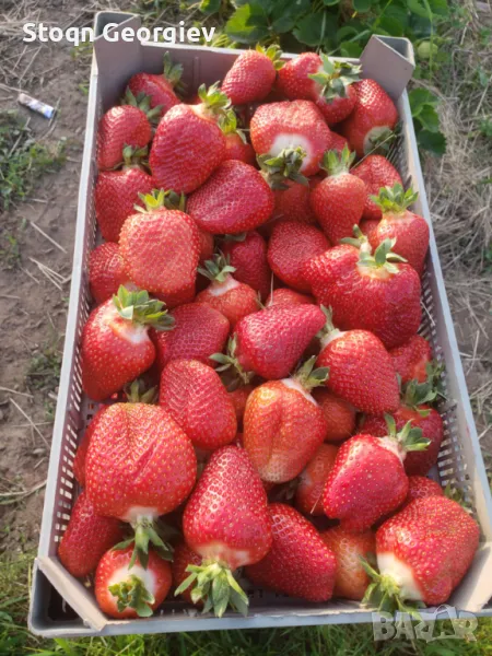 Разсад Ягуди, снимка 1