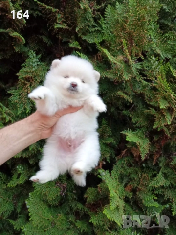 Бял мъжки Померан. Реални снимки ! , снимка 6 - Померан - 54311022