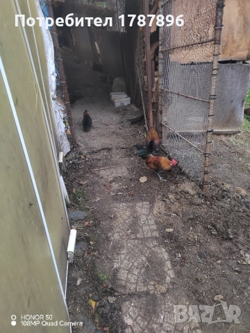 Продавам декоративни кокошки , снимка 8 - други­ - 52547741