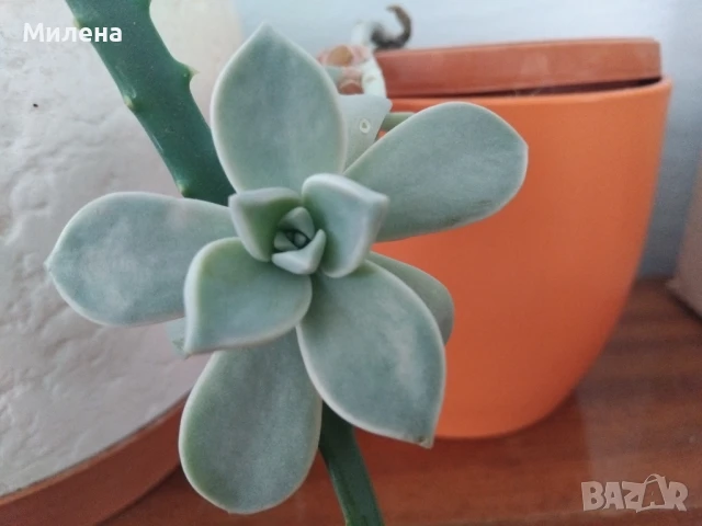 Седум спектабиле Вариегатум, снимка 8 - Стайни растения - 51236383