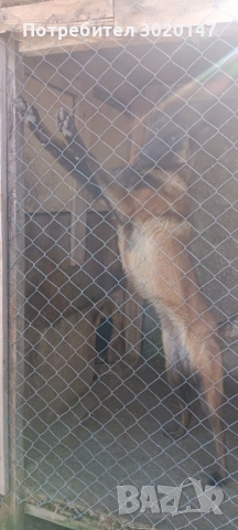 Белгийска овчарка 