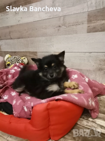 померан шпиц момче имомиче, снимка 3 - Померан - 52465090