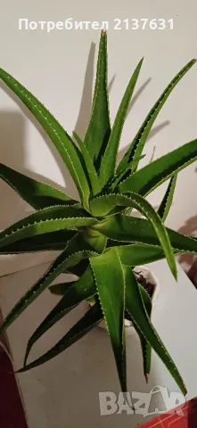 ГОЛЯМО АЛОЕ - Височина 65 см, снимка 4 - Стайни растения - 48467707