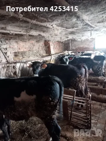 Продавам телета угоени , снимка 3 - Крави - 56452042