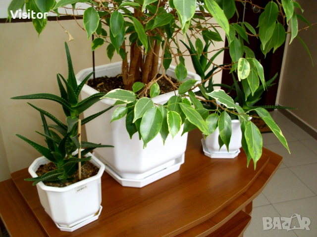 BenQ DC C1035   10 мрХ, снимка 15 - Фотоапарати - 54282156