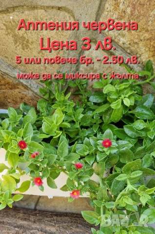 Красота в градината и на балкона, снимка 5 - Градински цветя и растения - 46135404