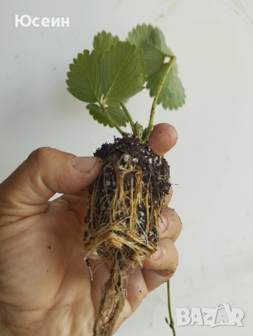 Ягоди сорт албион , снимка 7 - Разсади - 52900763