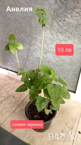 7 растения за продажба за отглеждане в саксия , снимка 10 - Стайни растения - 42902001