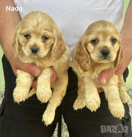 Кокер шпаньол 