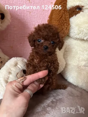 Той пудел teacup за разплод , снимка 4 - Търси партньор - 49019035