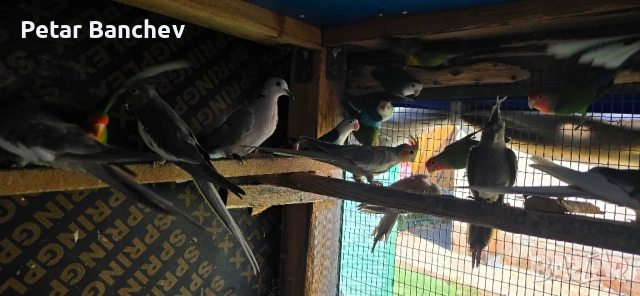 неразделки корели скумруци , снимка 6 - Папагали - 51834310