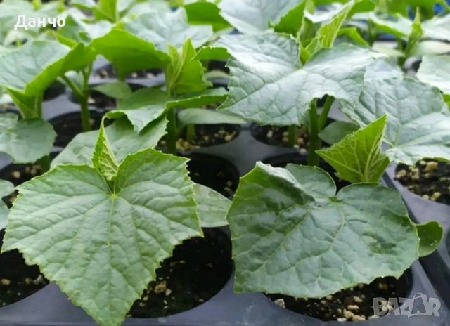 Приемам поръчки за разсад 2026г 