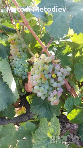 Грозде мискет от Карлово, снимка 2 - Домашни продукти - 55783152