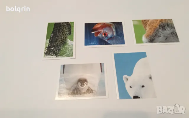 Beyblade Бейблейд картички стикери с животни на Билла / Pokemon Покемон Чипикао 3D картинки , снимка 5 - Колекции - 49960821