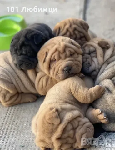 Шарпей , снимка 2 - Други - 47449461