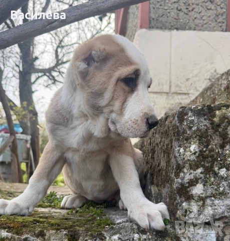 Алабай, снимка 6 - Алабай - 54183559