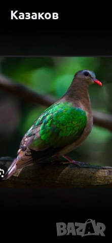 Продавам мъжки зеленокрил