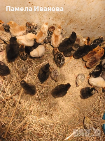 Пиленца и пъдпъдъци на една седмица , снимка 3 - Кокошки и пуйки - 54167621