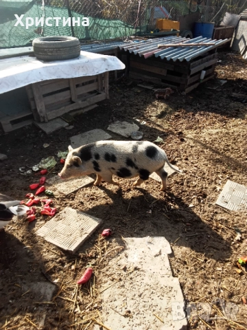 Виетнамски прасета, снимка 5 - Прасета - 52295661