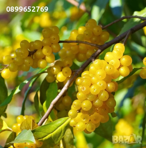 Elaeagnus umbellata Brilliant Rose