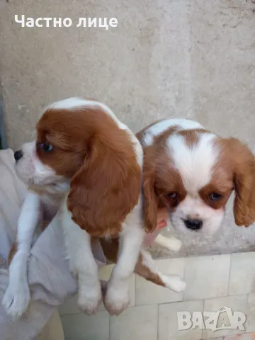 Кавалер Кинг Чарлз Шпаньол, снимка 3 - Кавалер кинг чарлз шпаньол - 47492637