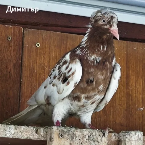 Промоция ! Продавам 2 чифта чилести гълъби , снимка 4 - Гълъби - 56458339