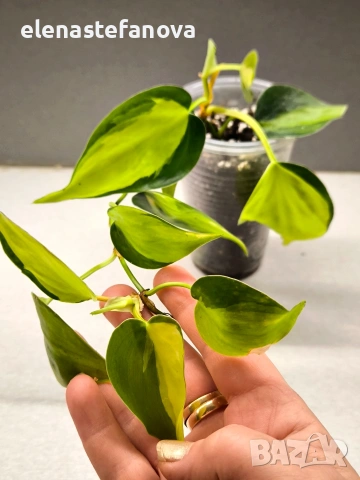 Филодендрон, вариегатен "Brasil"