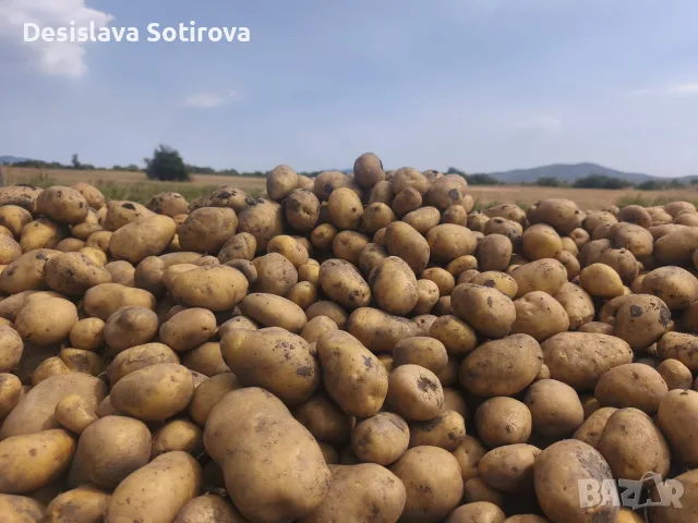 Картофи Сорая на едро и дребно, от производител