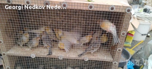 Продавам канари , снимка 8 - Канари - 52756202