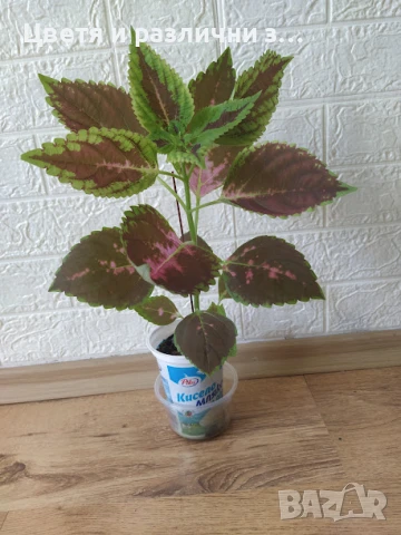 6  копривки + отстъпка, снимка 1