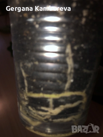 Rhaphidophora Tetrasperma Albo Variegata , снимка 3 - Стайни растения - 56416517