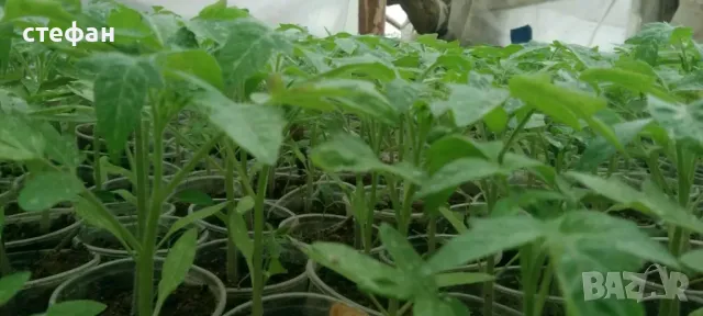Продавам разсад домати краставици тиквички пипер и др., снимка 1