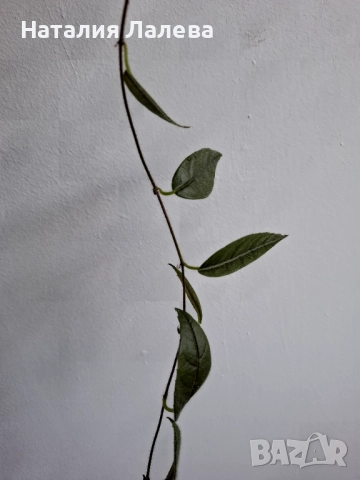 Колумнея, columnea Minor, снимка 5 - Стайни растения - 52971304