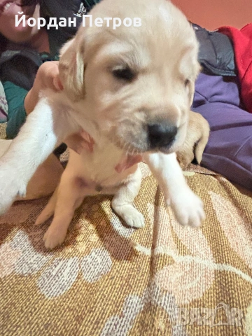 Голдън редривър , снимка 5 - Голдън ретривър - 53274440