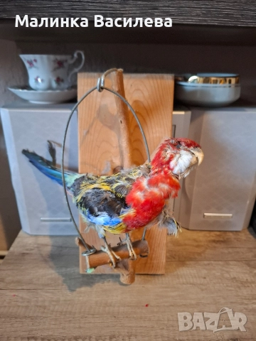 Птица, снимка 2 - За птици - 52895812