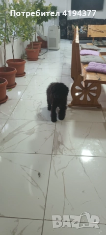 Той пудел , снимка 5 - Пудели - 52927350