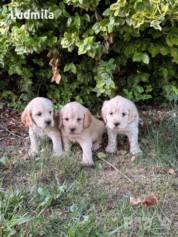 Кокер шпаньол, снимка 1